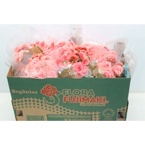 BEGONIA BORIAS P15