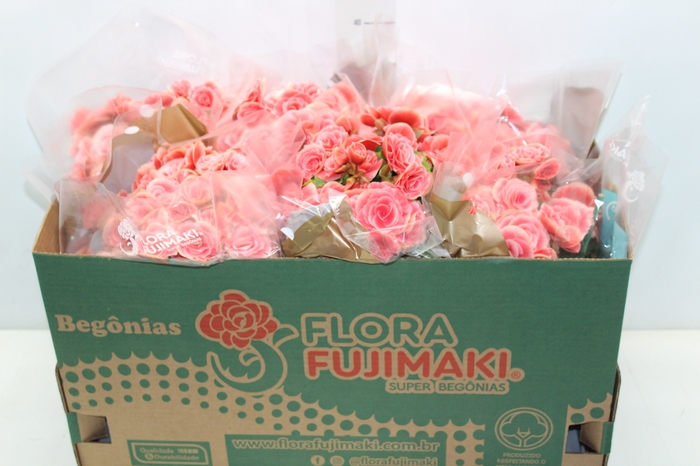 <h4>BEGONIA BORIAS P15</h4>