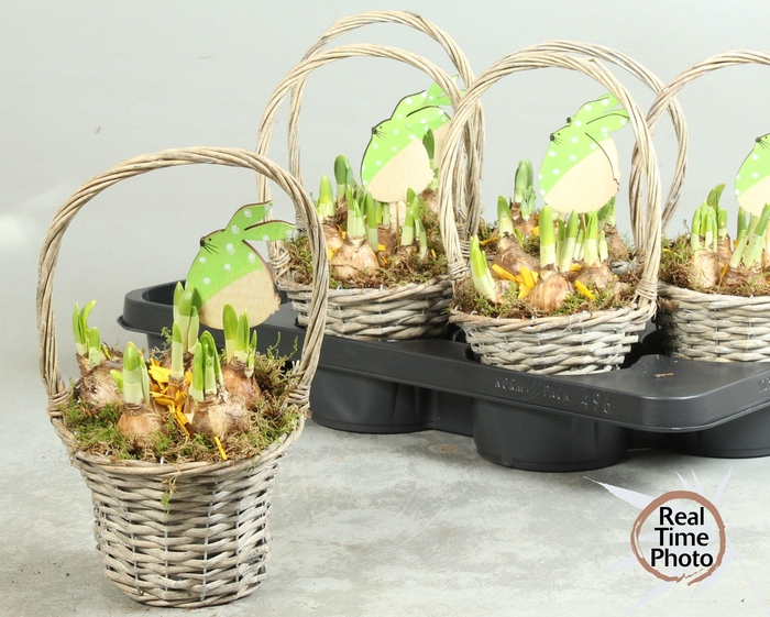 <h4>ARR NARCISSUS</h4>