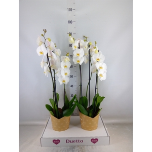 Phalaenopsis  'Ant Oxford'