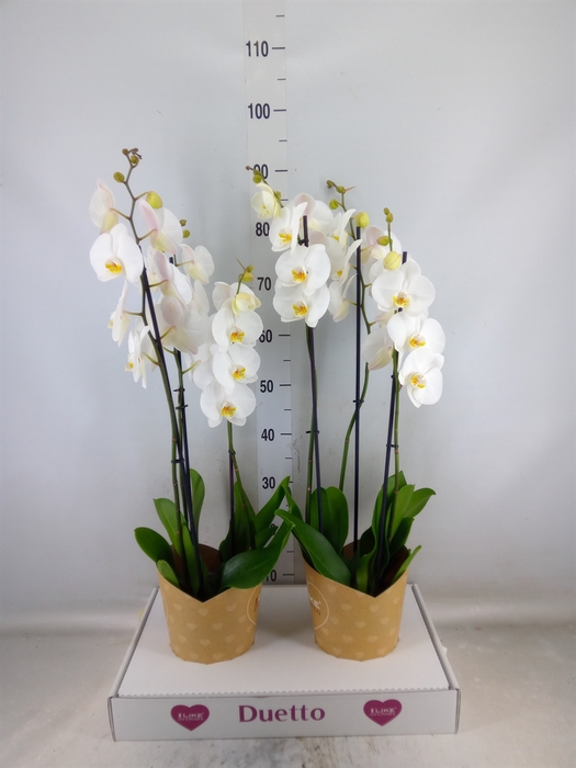 <h4>Phalaenopsis  'Ant Oxford'</h4>