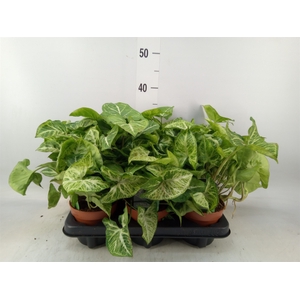 Syngonium  'Arrow'