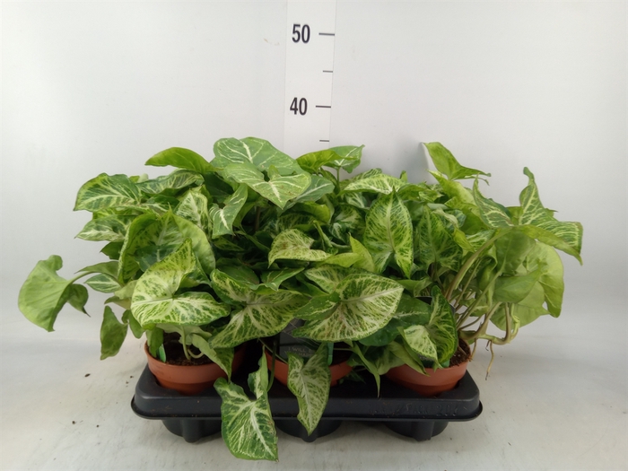 <h4>Syngonium  'Arrow'</h4>