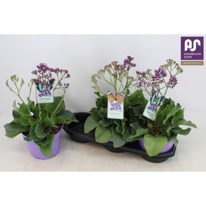 Limonium Salt Lake