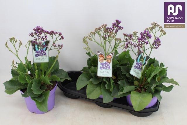 <h4>Limonium Salt Lake</h4>