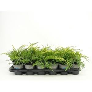 Juniperus x pfitzeriana