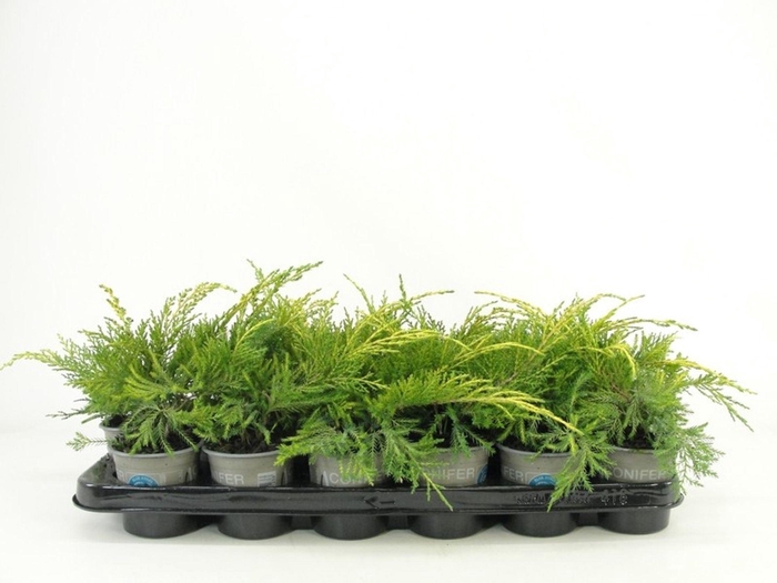 <h4>Juniperus x pfitzeriana</h4>