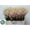 Astilbe Europa Roze