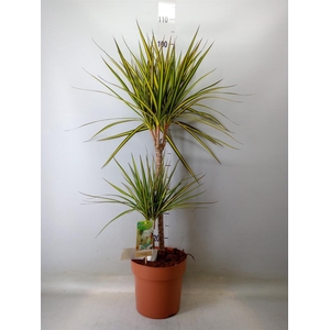Dracaena marg. 'Sunray'