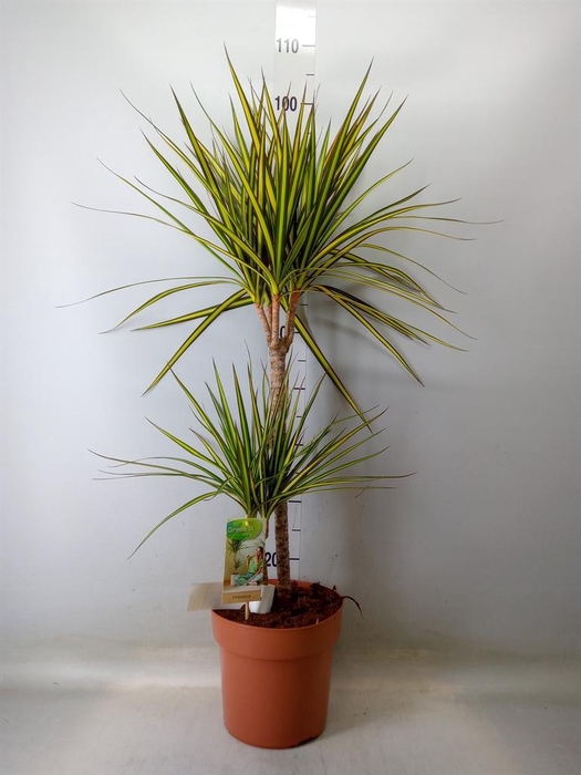 <h4>Dracaena marg. 'Sunray'</h4>