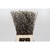 Salix Caprea Snow Flake Premium