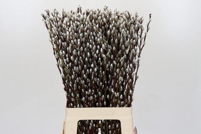 <h4>Salix Caprea Snow Flake Premium</h4>