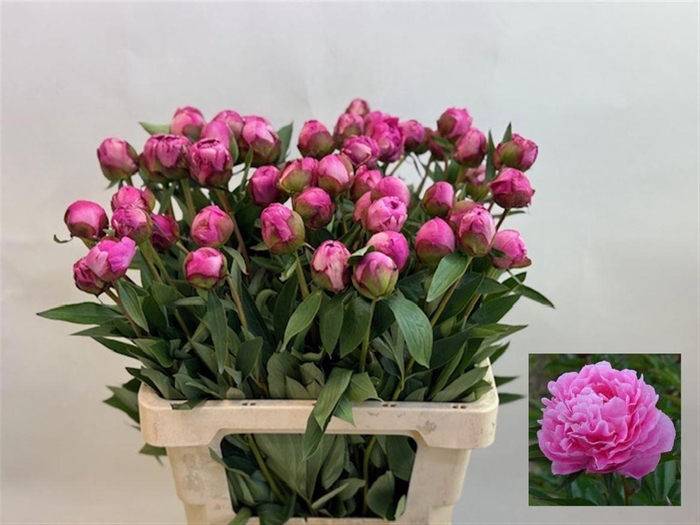 <h4>PAEO L ALEX FLEMING</h4>