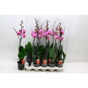 Phal Romanion 1 Branche 12+ 80% Vert.