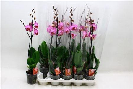 <h4>Phal Romanion 1 Branche 12+ 80% Vert.</h4>