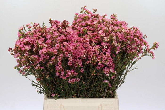 Chamelaucium Sarah's Delight