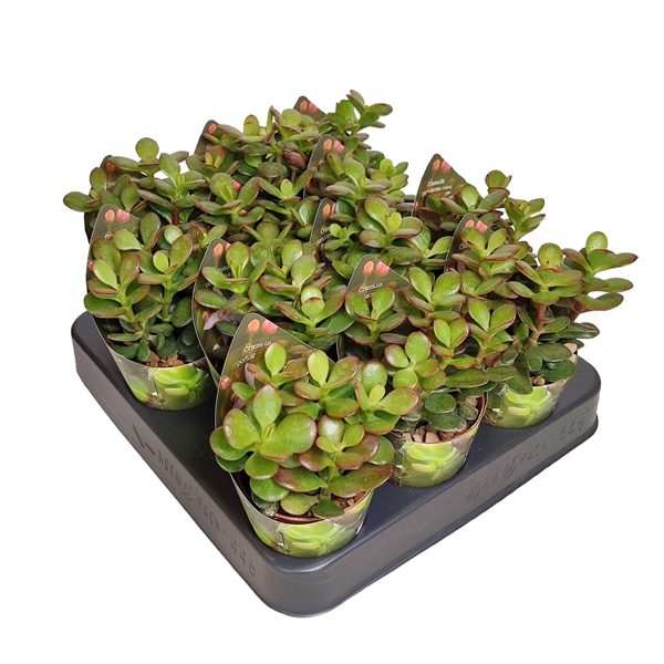 <h4>CRASSULA PORTULACEA MINI - POT Ø 6,5 WITH POTCOVER (SUCCULENTEN)</h4>