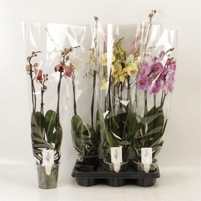 <h4>PHAL GEM 4 KL</h4>