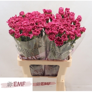 DI ST MISS BEAUTIFUL