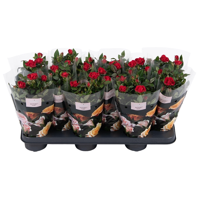 <h4>Nolina Roses Ø 10.5 cm Red st. 2-3</h4>