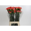 Dianthus St Arno