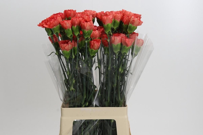 Dianthus St Arno