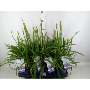 Agapanthus  'Amourette Superb'