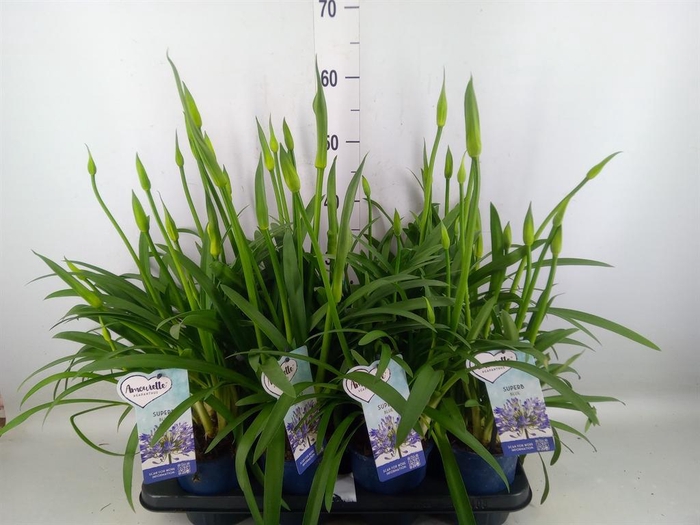 <h4>Agapanthus  'Amourette Superb'</h4>