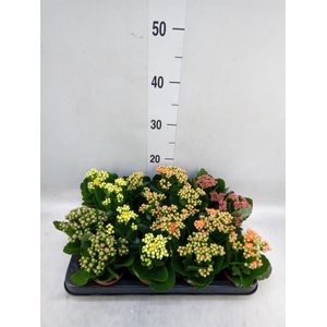 Kalanchoe blos. 'Rosalina'  ..mix 4