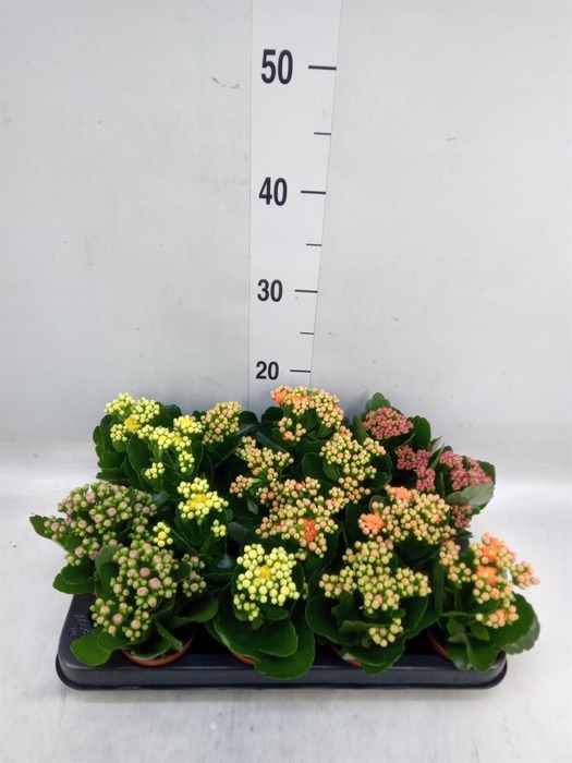<h4>Kalanchoe blos. 'Rosalina'  ..mix 4</h4>