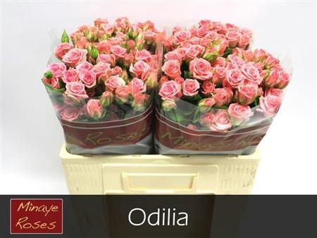 <h4>R Tr Odilia</h4>