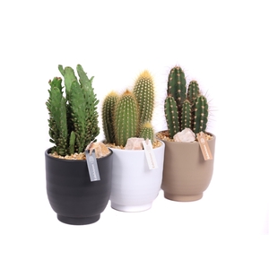 Cactus 12 cm in nature groove pot met grind, kleien en etiket