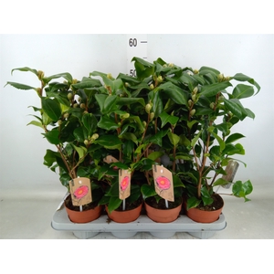 Camellia japonica 'Dr King'