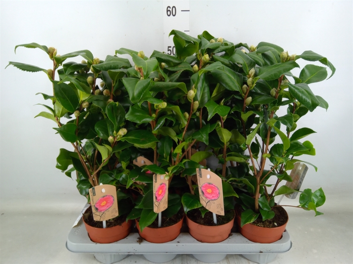 <h4>Camellia japonica 'Dr King'</h4>