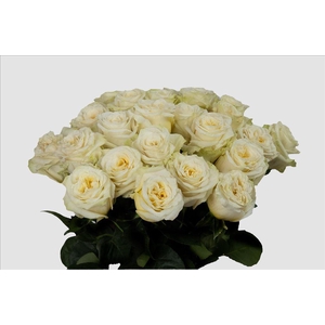 Rosa ec cream shimmer