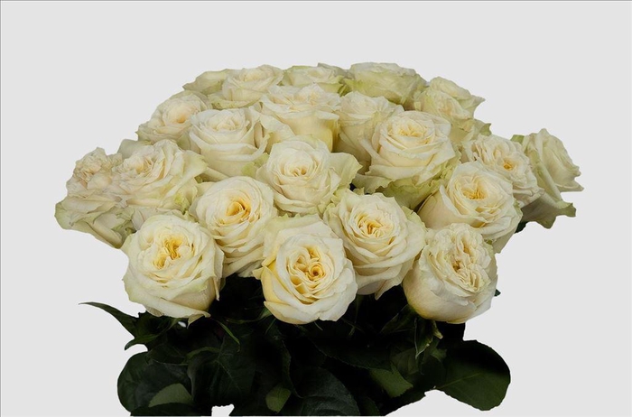 <h4>Rosa ec cream shimmer</h4>