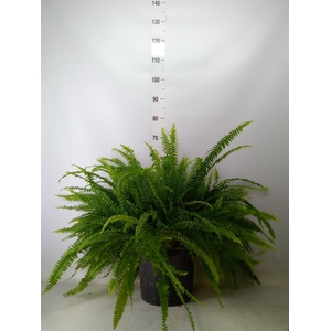 Nephrolepis exal. 'Green Lady'