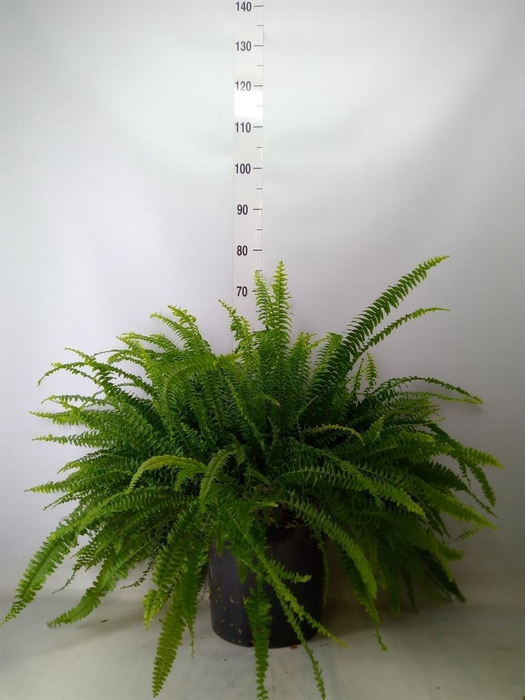 <h4>Nephrolepis exal. 'Green Lady'</h4>