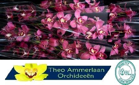 <h4>Trinity 60 x10</h4>