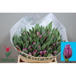 Tulipa fr san luiz