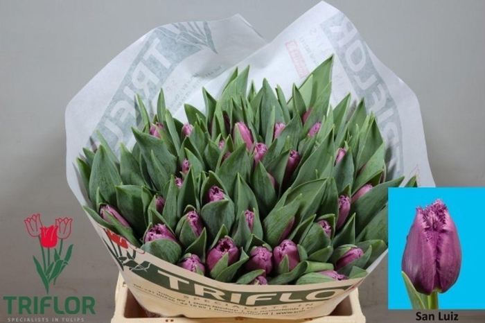 <h4>Tulipa fr san luiz</h4>