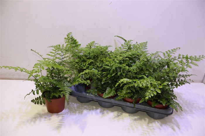 <h4>arr8 Asple Parvati</h4>