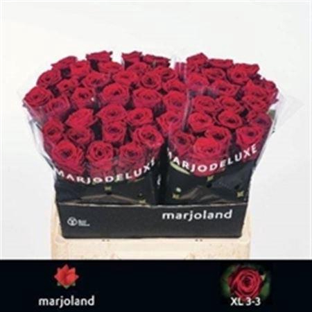 <h4>R Gr Red Naomi!</h4>