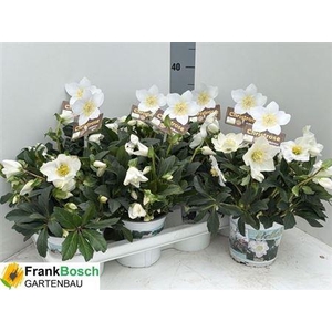 Hell Ni Hgc Wintergo