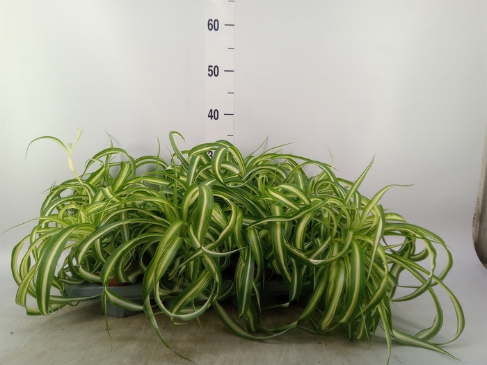 <h4>Chlorophytum com. 'Bonnie'</h4>