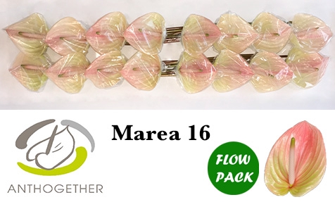 ANTH A MAREA 16 Flow Pack