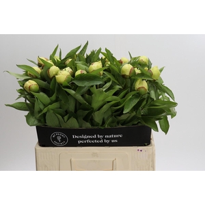 Paeonia Sunny Girl
