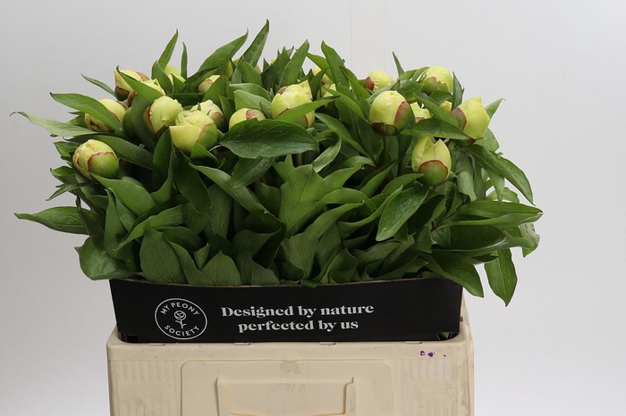 Paeonia Sunny Girl