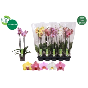 PHAL GEM