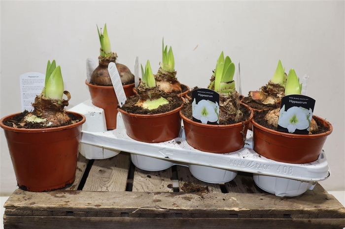 <h4>arr8 Hippeas Ov Wit</h4>